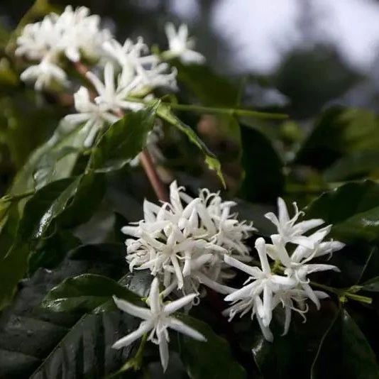 巴拿馬波奎特【蜜處理】瑰夏咖啡專題報(bào)告